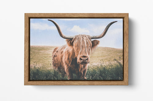 Close Up Brown Highland Cow Wood Framed Canvas
