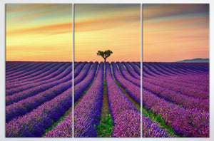 3 Panel Lavender in Provence, France Framed Canvas Leather Print