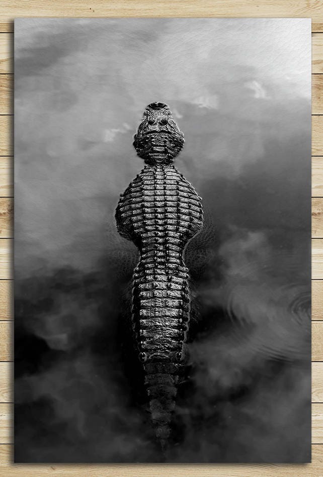 Alligator in the water black and white wall art framed canvas