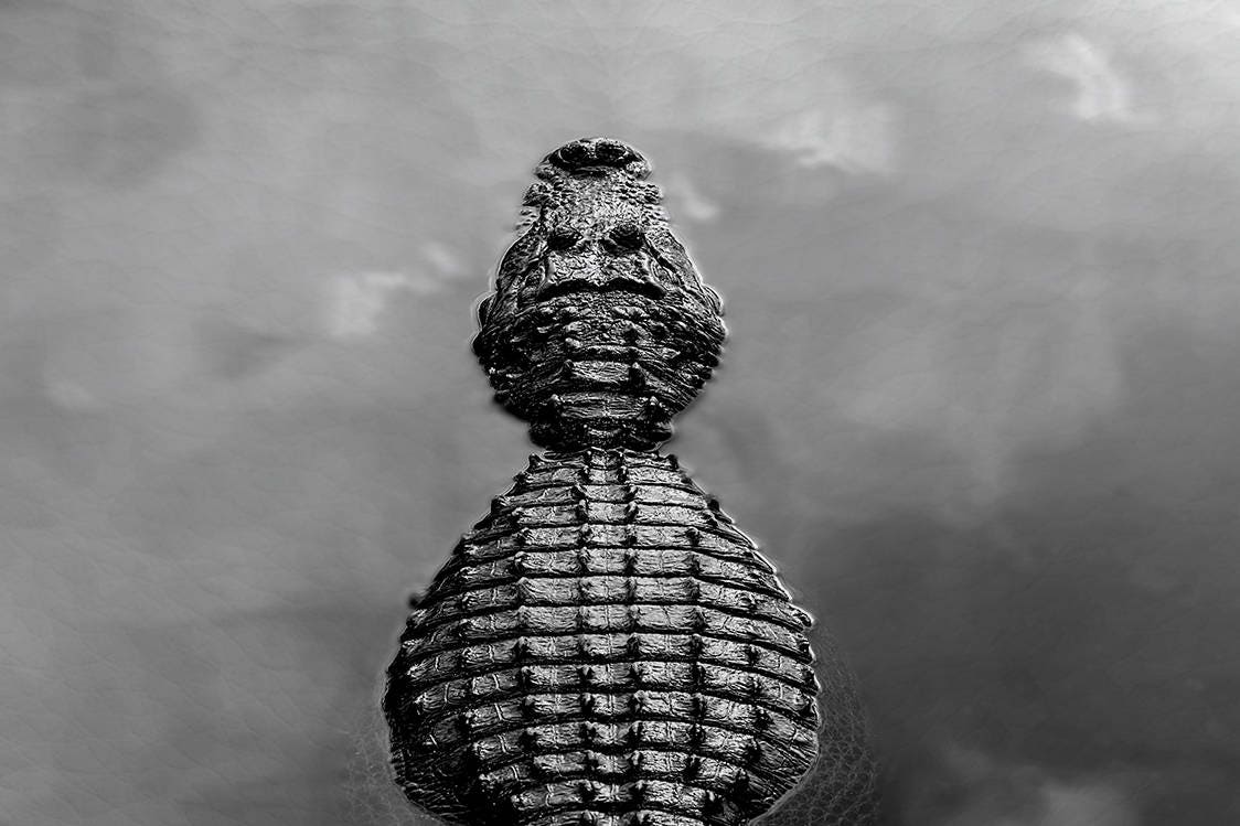 Alligator in the water black and white wall art framed canvas detail