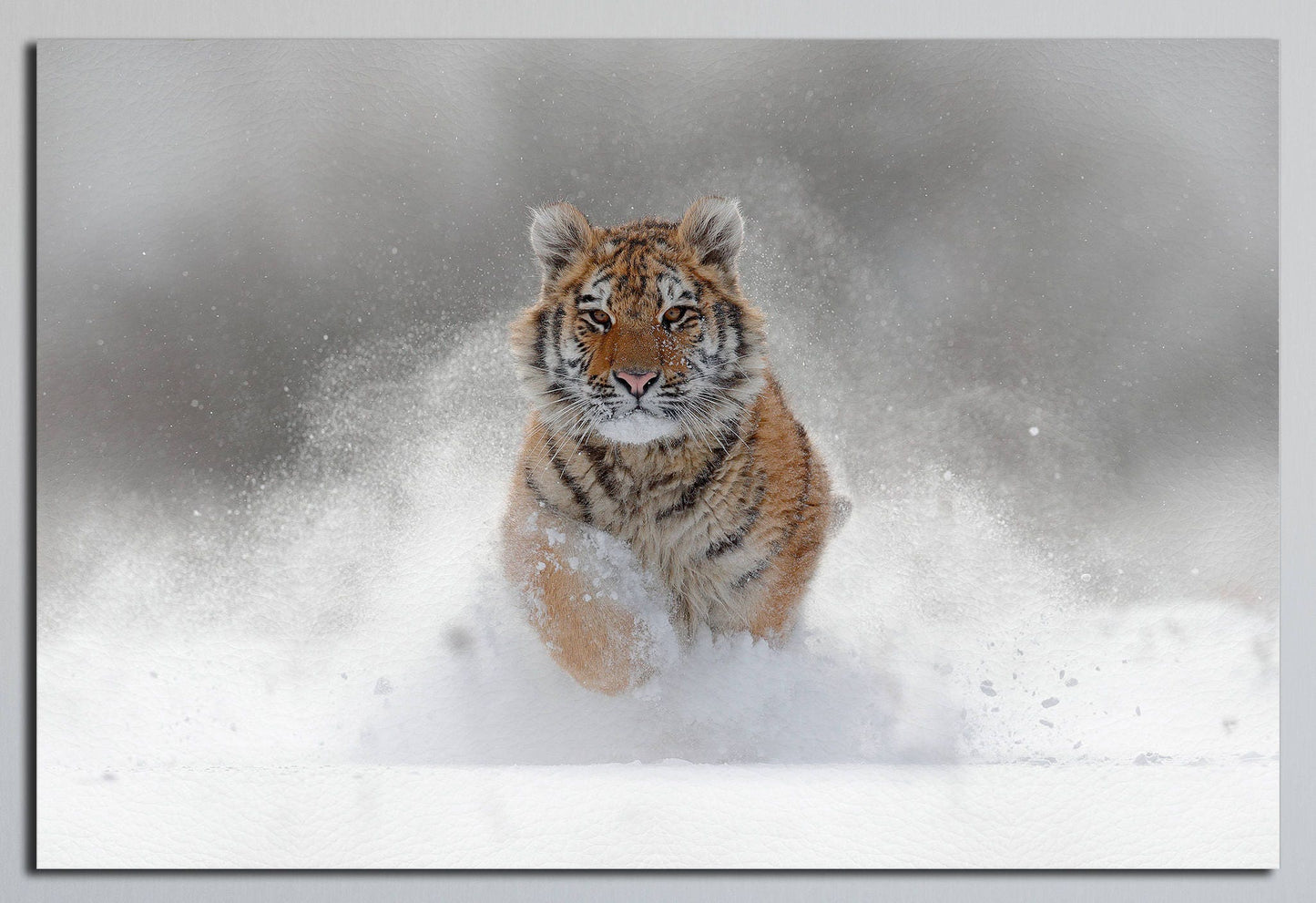Snow Tiger Majesty PETA Approved Faux Leather Canvas Wall Art