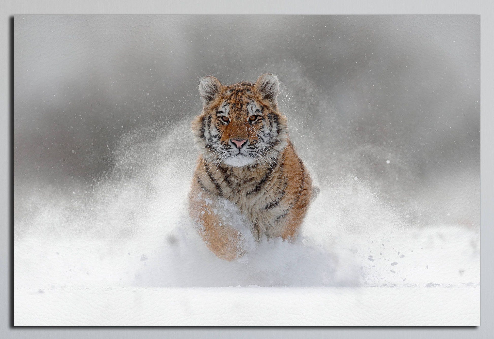 Snow Tiger Majesty PETA Approved Faux Leather Canvas Wall Art