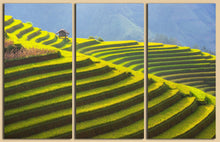Laden Sie das Bild in den Galerie-Viewer, Rice terrace Vietnam wall art canvas 3 panel