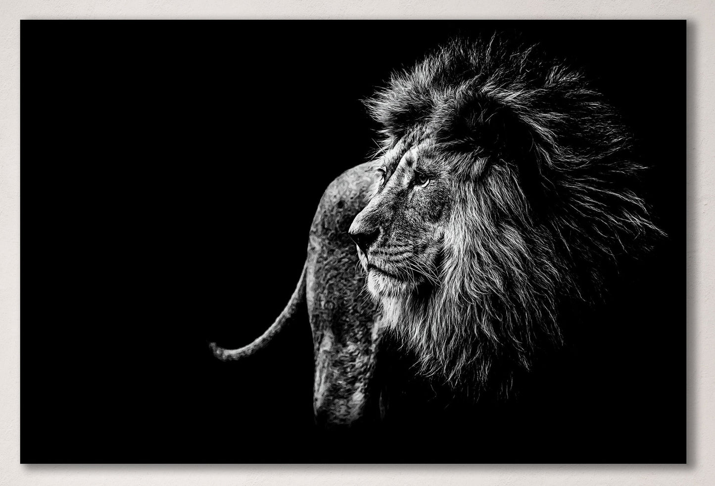 Large Lion Black and White Framed Canvas Leather Print