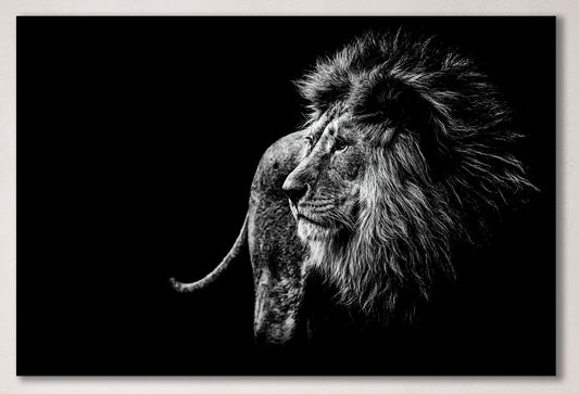 Large Lion Black and White Framed Canvas Leather Print