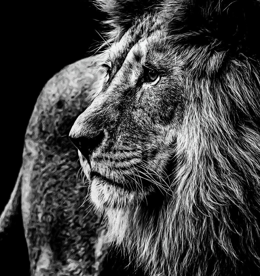 Large Lion Black and White Framed Canvas Leather Print