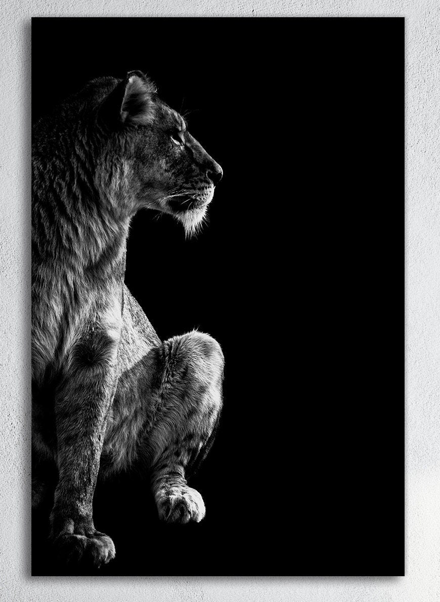 Lioness Portrait
