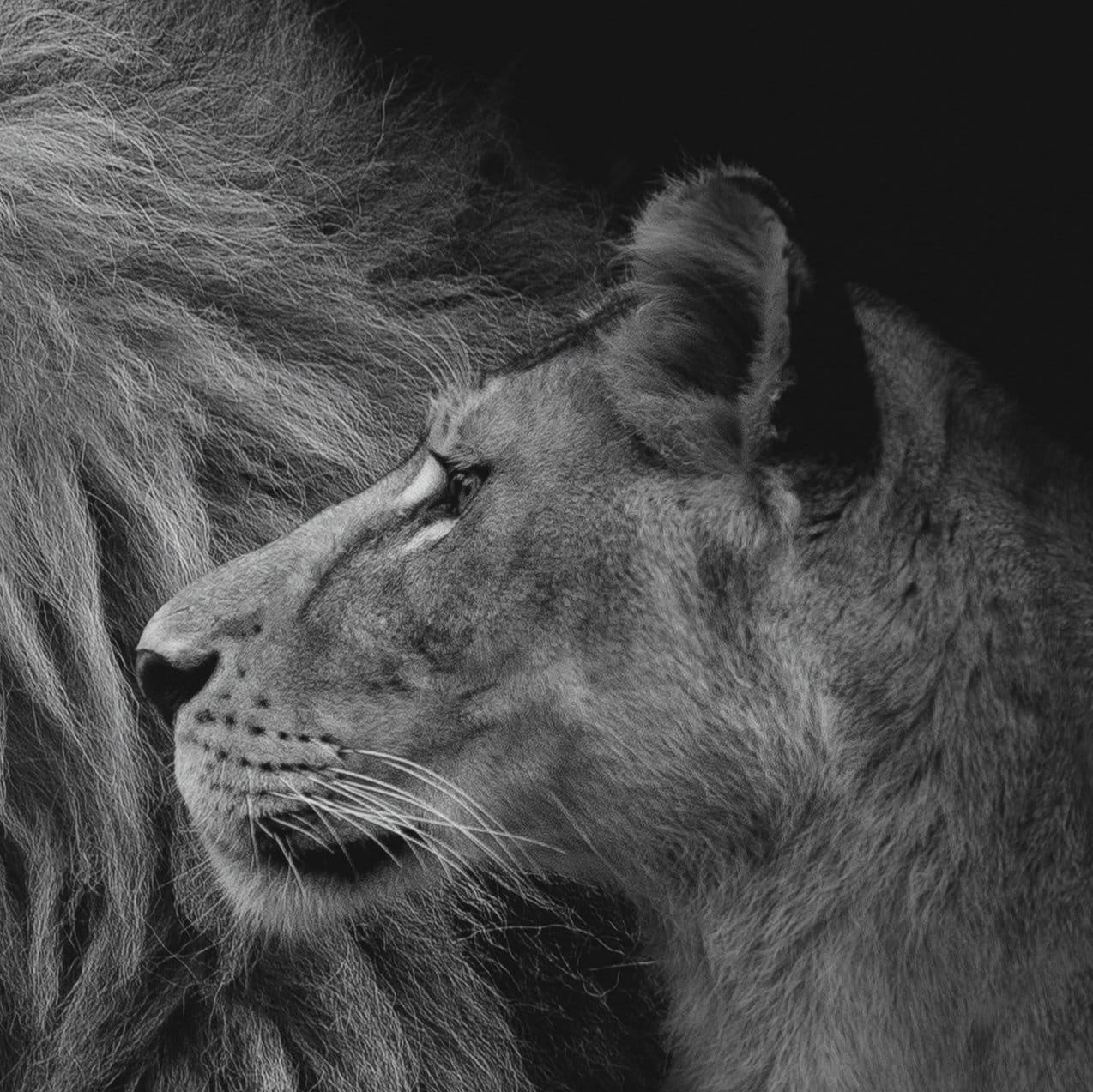 Lion&Lioness Leather Black and White Framed Canvas Eco Leather Print Made in Italy