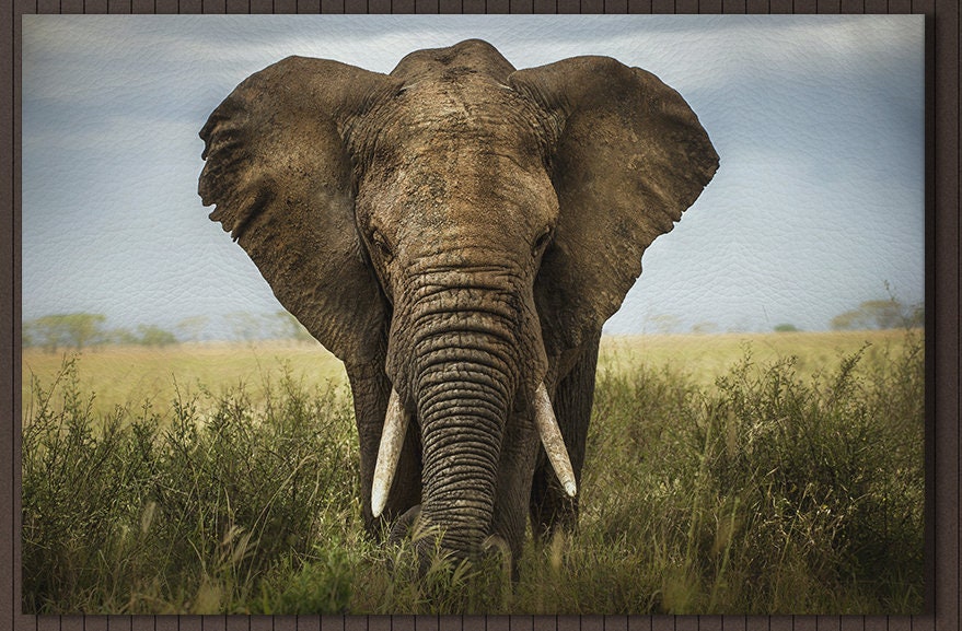 African Elephant Framed Canvas Leather Print