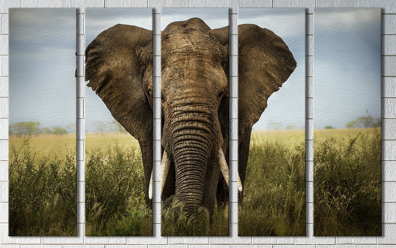 African Elephant Framed Canvas Leather Print