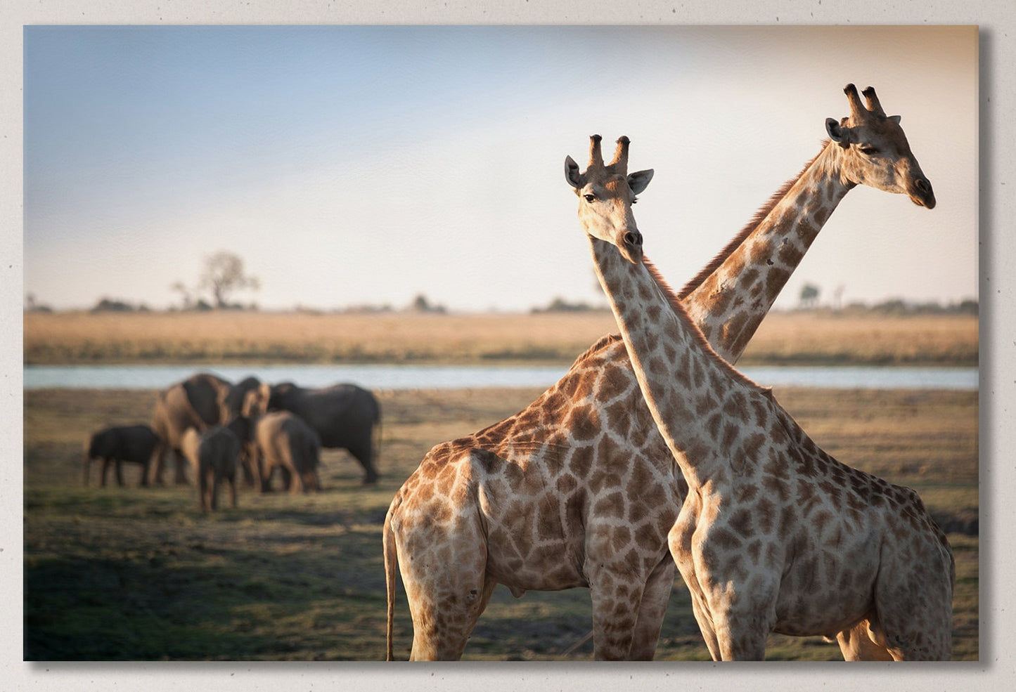 Giraffes Savanna Framed Canvas Leather Print
