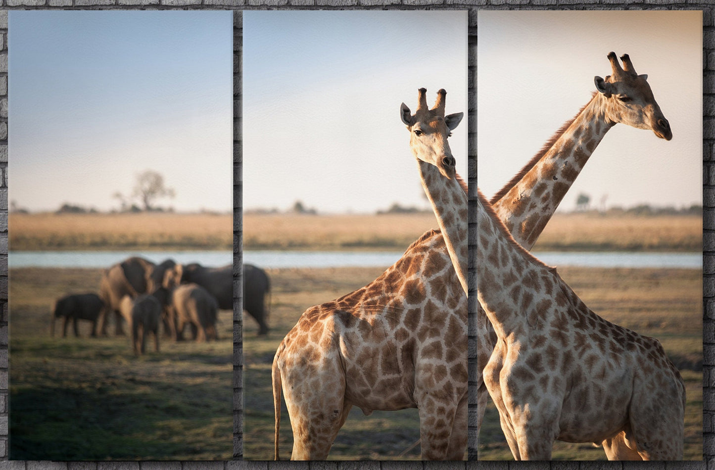 Giraffes Savanna Framed Canvas Leather Print