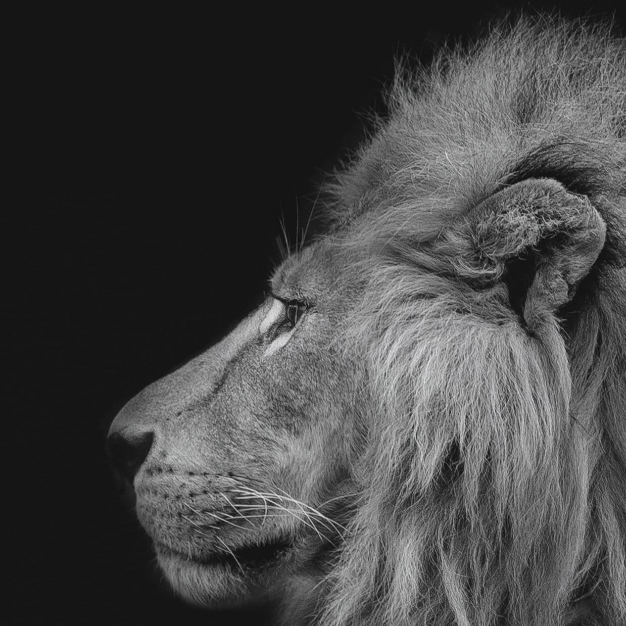 Lion&Lioness Leather Black and White Framed Canvas Eco Leather Print Made in Italy