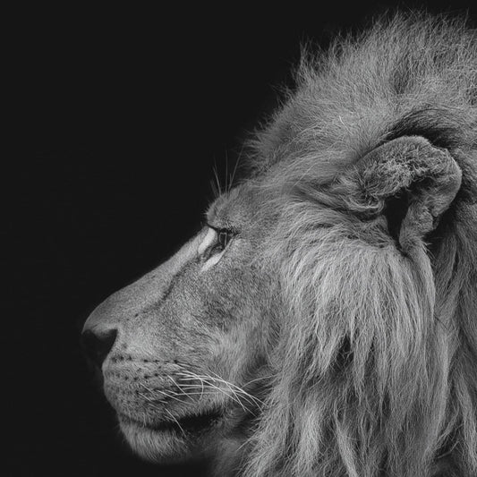 Lion&Lioness Leather Black and White Framed Canvas Eco Leather Print Made in Italy