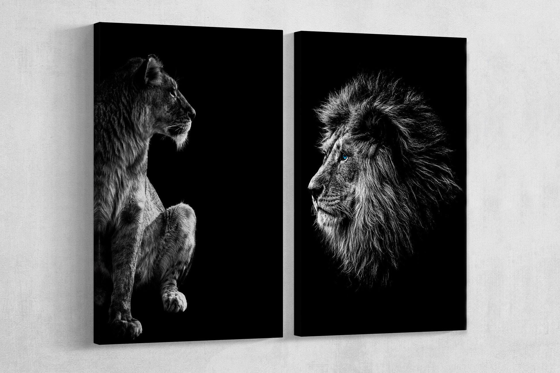 Blue Eyes Lion and Lioness Portrait Framed Canvas Print