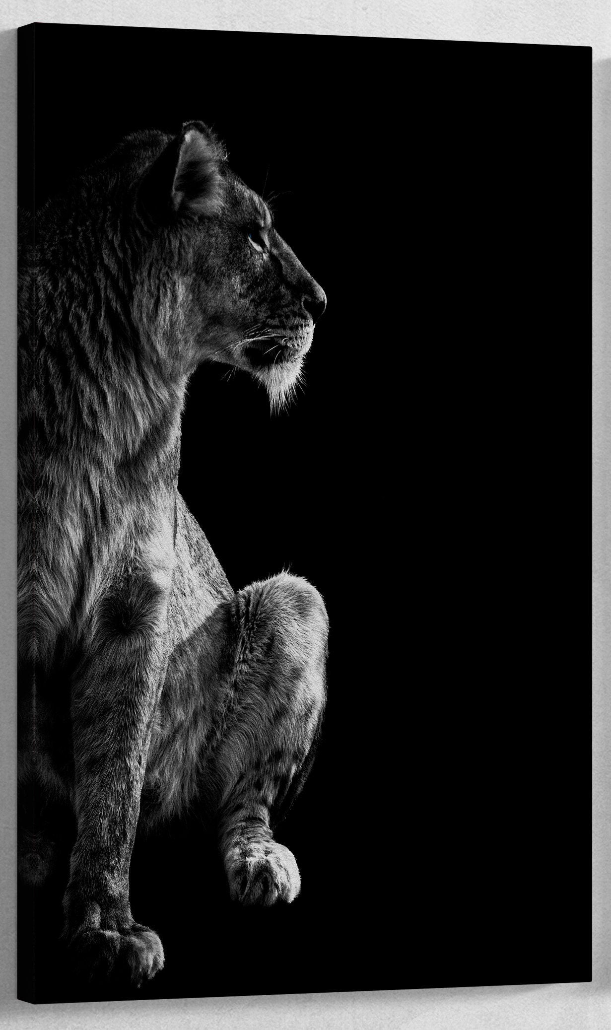 Blue Eyes Lion and Lioness Portrait Framed Canvas Print