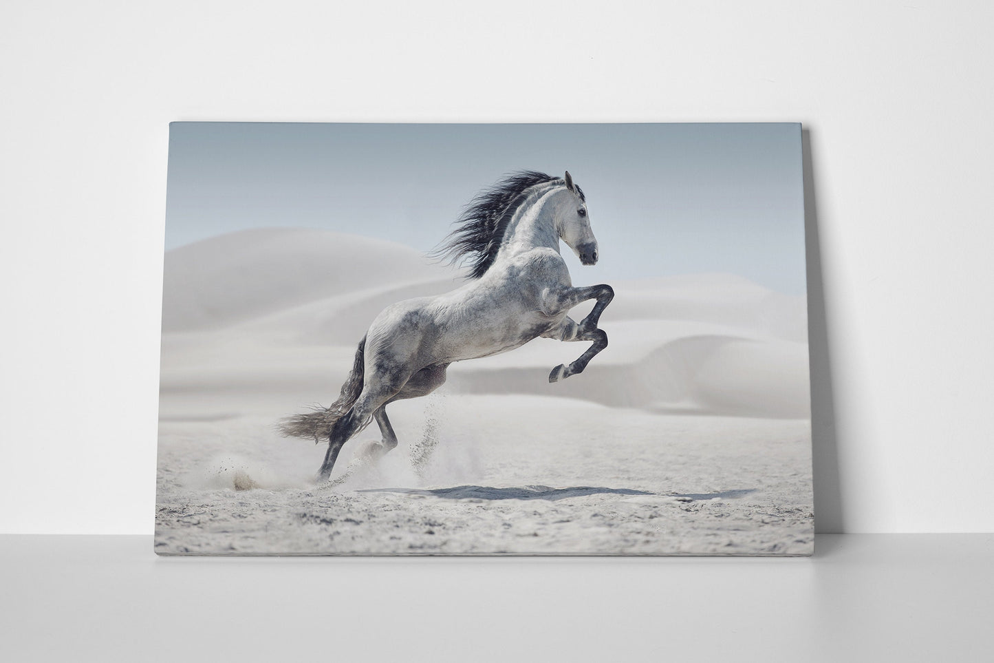 Wild white horse in dust framed canvas leather print