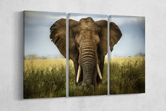 African Elephant Framed Canvas Leather Print