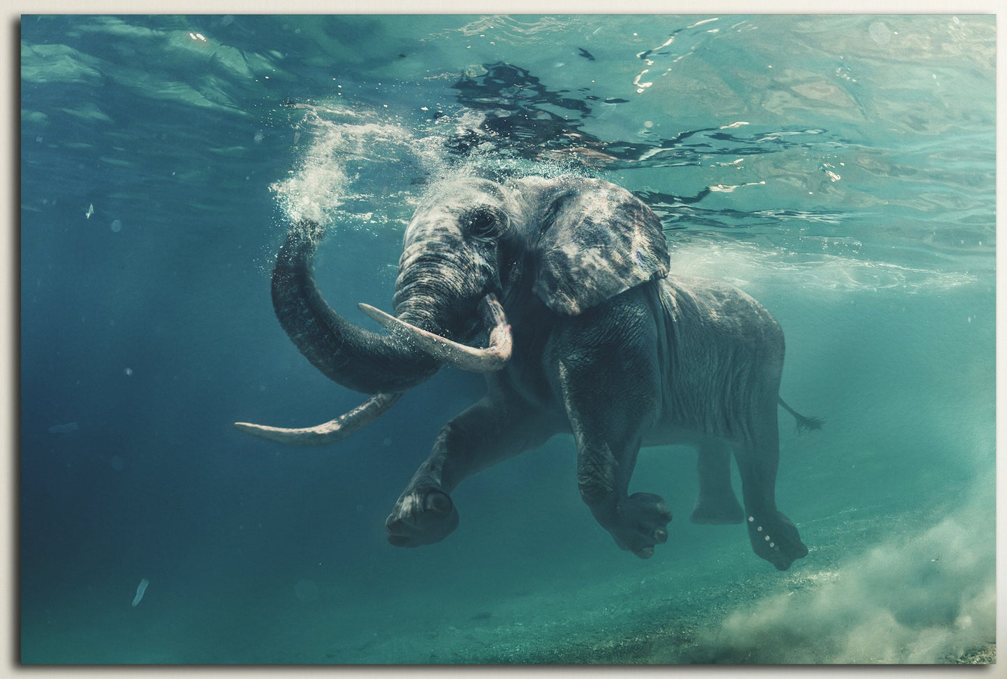 Elephant Swimming Under Water Framed Canvas Leather Print