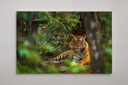 Regal Indian Tiger PETA Approved Faux Leather Canvas Wall Art