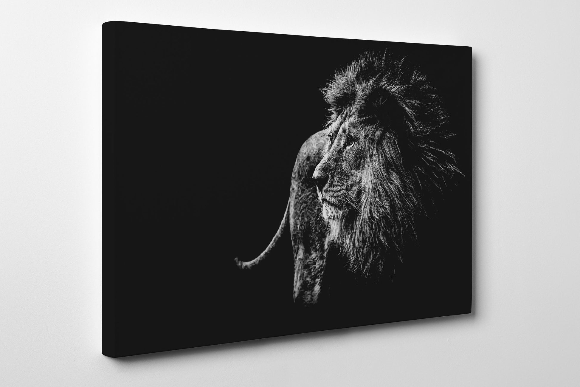 Large Lion Black and White Framed Canvas Leather Print