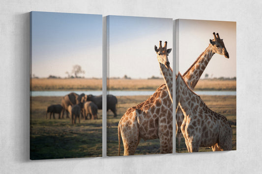 Giraffes Savanna Framed Canvas Leather Print