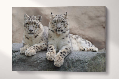 Snow Leopards Canvas Eco Vegan Leather Print, Made in Italy!
