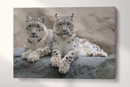 Snow Leopards Canvas Eco Vegan Leather Print, Made in Italy!