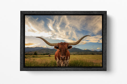 Texas longhorn steer cattle premium wood floating frame vivid colors