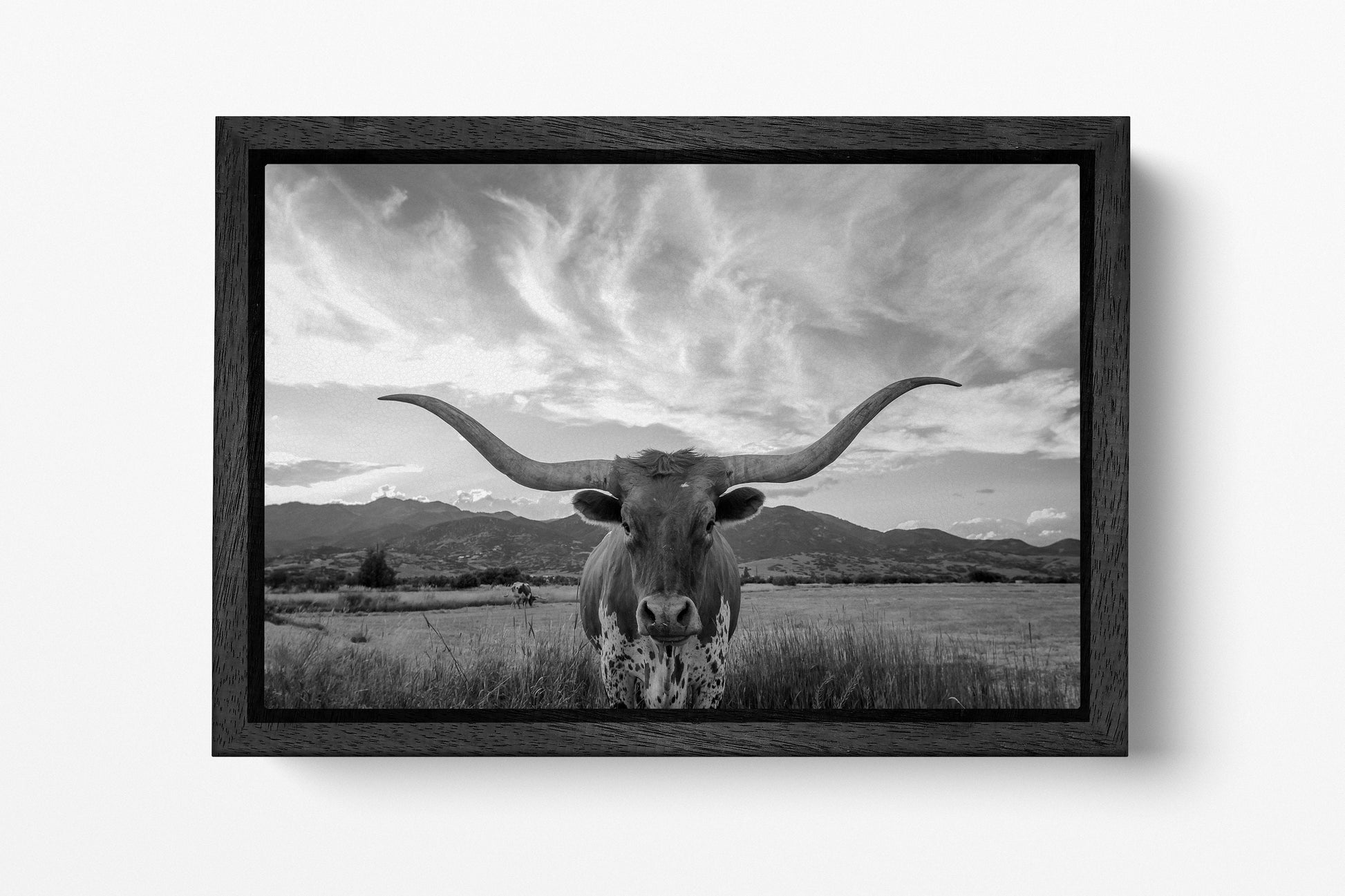 Texas longhorn steer cattle premium wood floating frame black and white