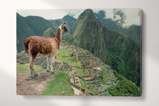 Machu Picchu Alpaca 3 Panel Framed Canvas Leather Print