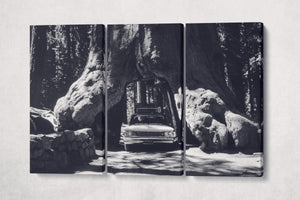 Vintage Car in Giant Sequoias, Yosemite Black and White Canvas Eco Leather Print 3 panels