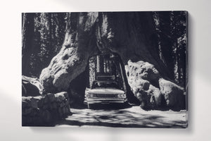 Vintage Car in Giant Sequoias, Yosemite Black and White Canvas Eco Leather Print single panel