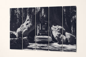 Vintage Car in Giant Sequoias, Yosemite Black and White Canvas Eco Leather Print 5 panels