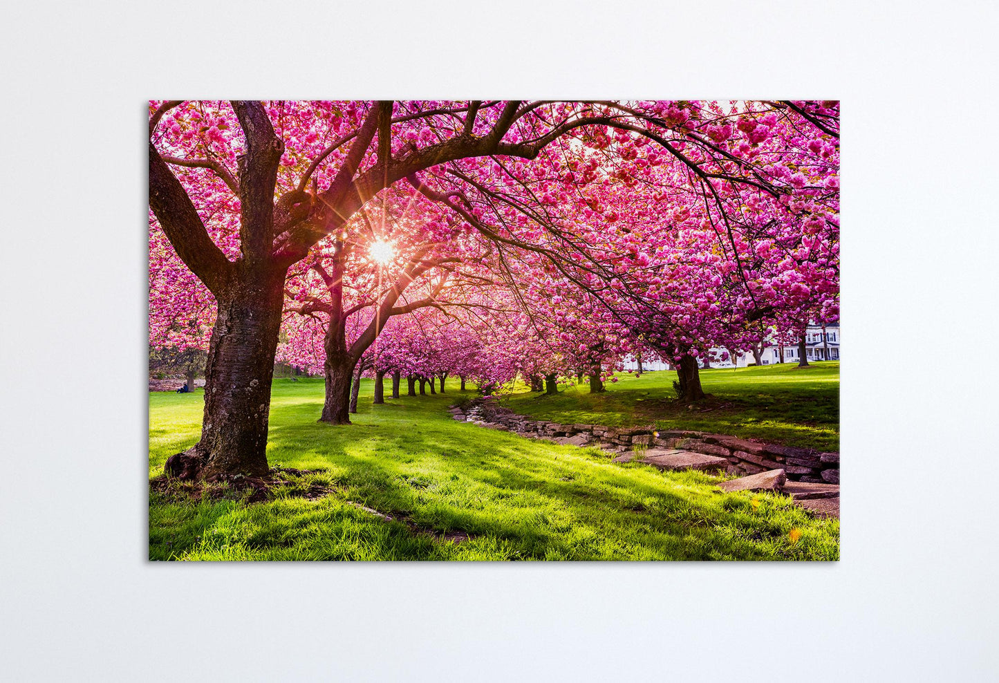Cherry Tree Blossom Canvas Eco Leather Print Single Panel White Wall