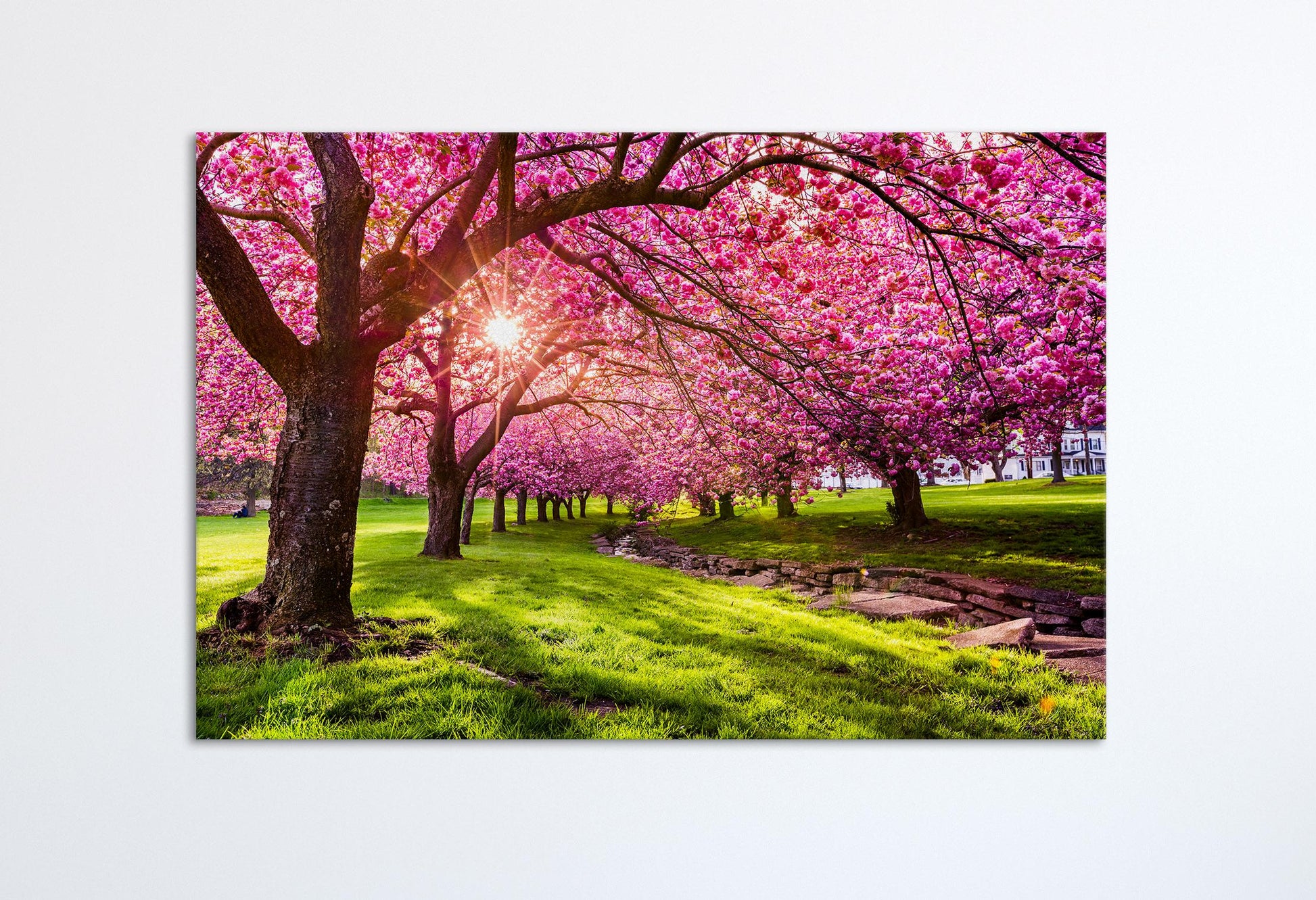 Cherry Tree Blossom Canvas Eco Leather Print Single Panel White Wall