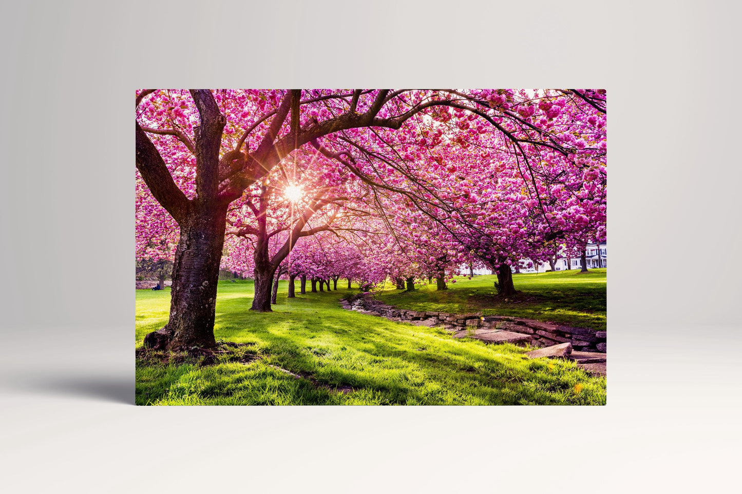Cherry Tree Blossom Canvas Eco Leather Print