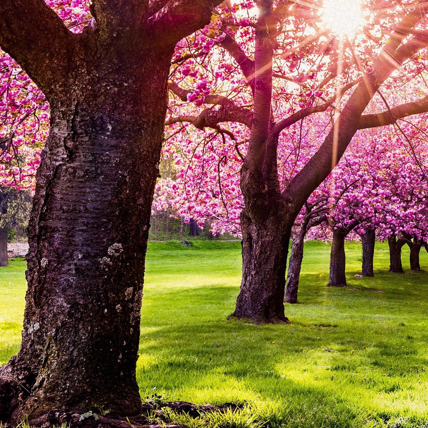 Cherry Tree Blossom Canvas Eco Leather Print Detail