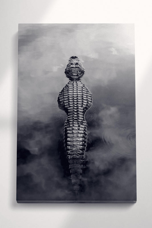 Alligator in Water Black and White Eco Leather Wall Art Gallery Wrap