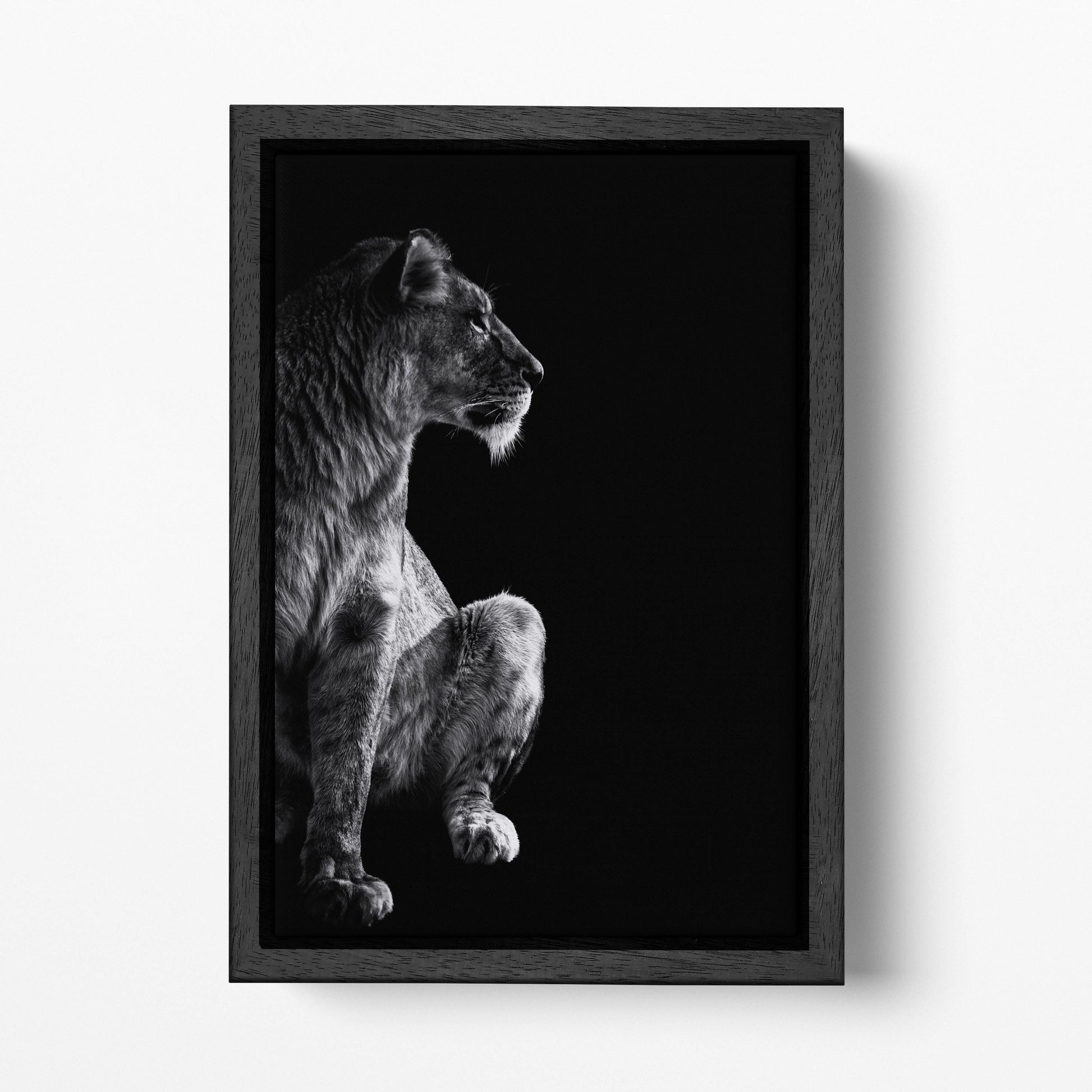 Lioness Portrait PETA Approved Eco Leather Canvas Wild Animal Art Black Floating Frame