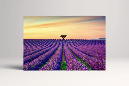 Lavender Provence France PETA Approved Eco Leather Canvas Single Wall Art