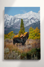 Laden Sie das Bild in den Galerie-Viewer, Bull In The Grass Grand Teton National Park Canvas Wall Art Home Decor Eco Leather Print